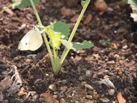 cabbage butterfly image