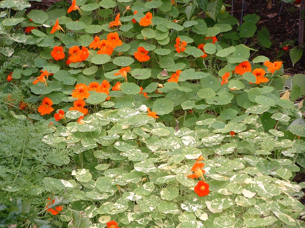 Nasturtiums - Veggie Gardening Tips