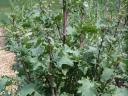 Wild Kale Seed Stalk