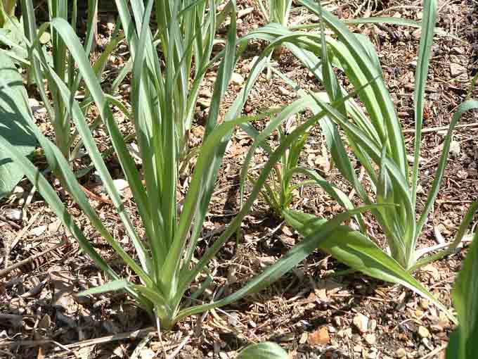 mangel At passe Paradoks Salsify - Oyster Plant - Veggie Gardening Tips