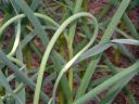 Garlic Seed Stalks