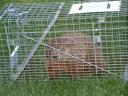 Trapped Groundhog Photo