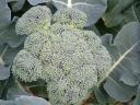 Broccoli Floret Photo