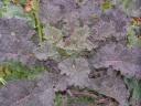 Purple Palm Kale Photo