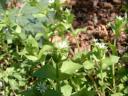 Chickweed Flowers and Buds