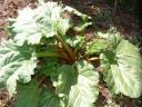 Young Rhubarb Plant
