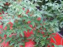Heirloom Tomato Plants in Garden