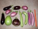 Heirloom Eggplant Line Up