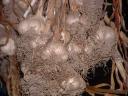 Garlic Bulbs Hung to Cure
