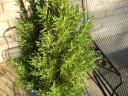 Potted Rosemary Plant