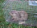 Trapped Groundhog