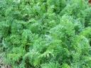 Leafy Carrot Tops