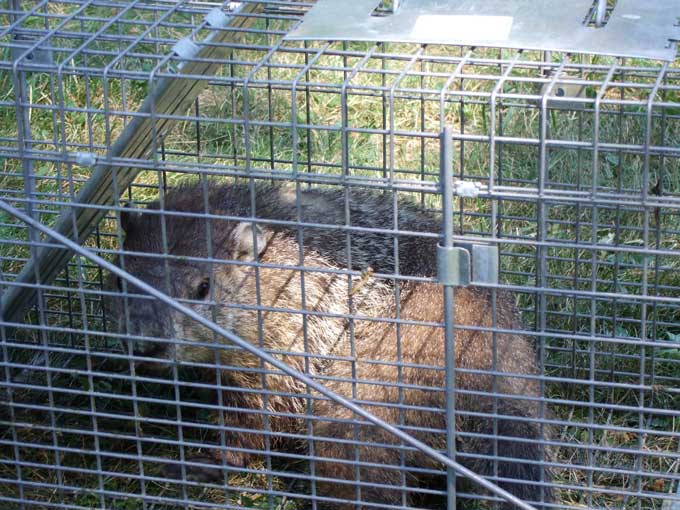 Trap Nuisance Groundhogs, How To Trap A Groundhog