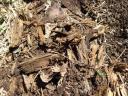 Mushroom Log Debris