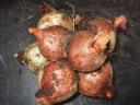 Potato Onion Cluster