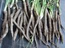 Salsify - Oyster Plant Roots