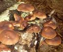 Log Grown Shitake Mushrooms