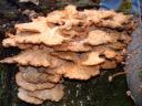 Wild Forest Mushrooms