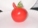 Horned Tomato