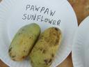 Paw Paw Fruits