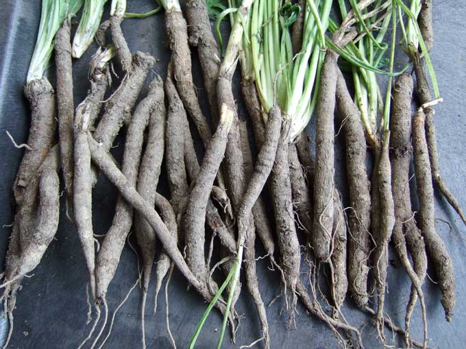 Salsify Seeds USA Heirloom Mammoth Oyster Plant Garden Root Carrot Seed For 2021 