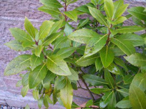 sick-bay-laurel-tree
