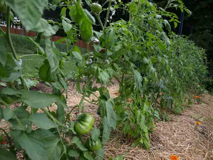 Training tomatoes on a string trellis