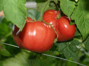 Cage-Free-Tomatoes