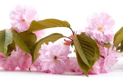 Is all cherry blossom edible?