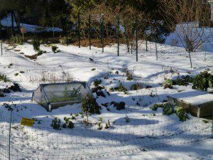 Snow Covered Garden