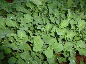 Kale Plants