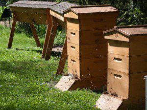 Garden Beehives