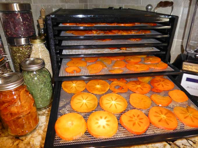 I have my new dehydrator but - General Gardening - Growing Fruit