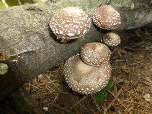 Shiitake Mushrooms on Logs